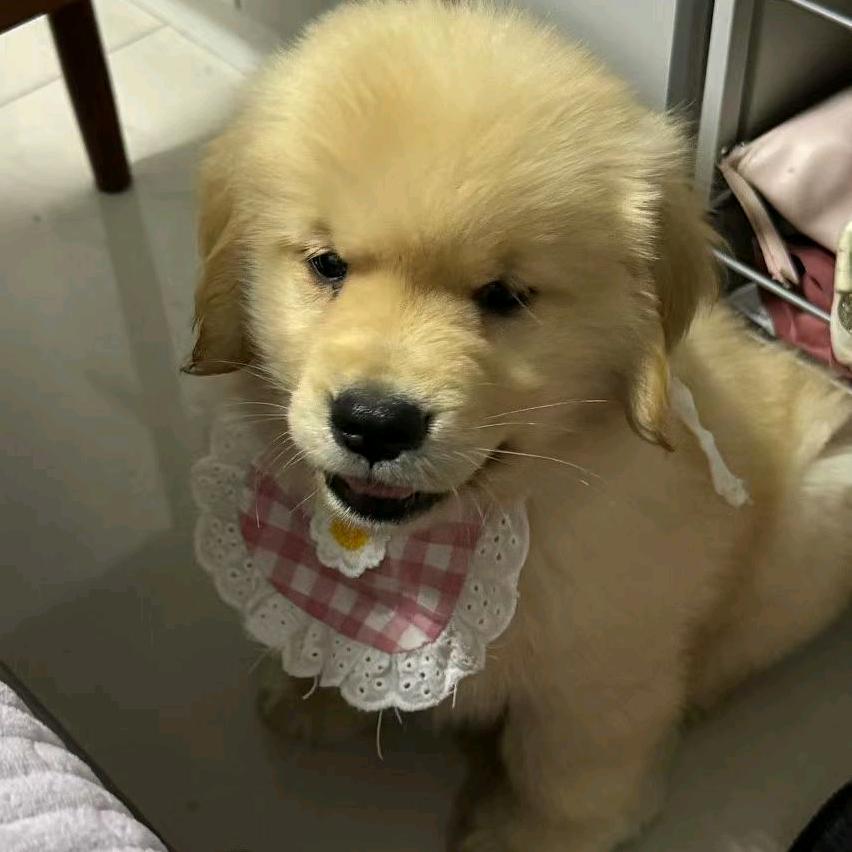 汗卡思金毛俱乐部《花姐》