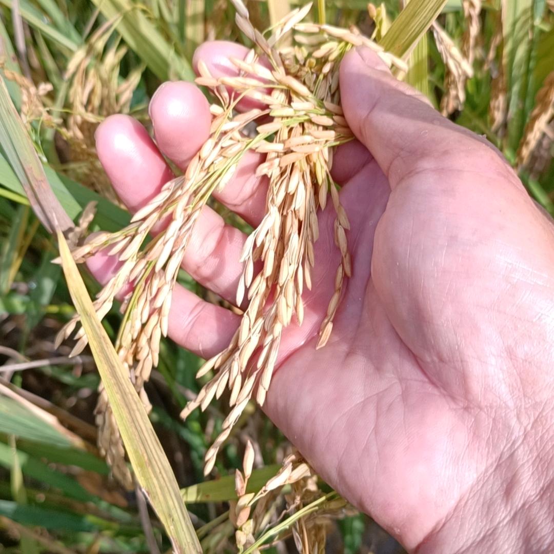 纯农民（心声百态）