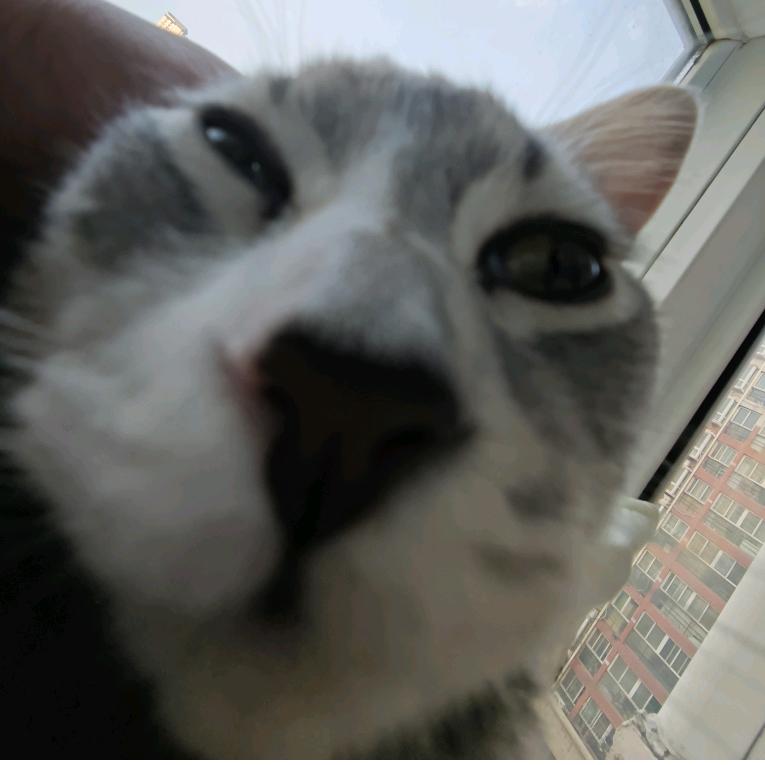 本咪唐伯虎🐱