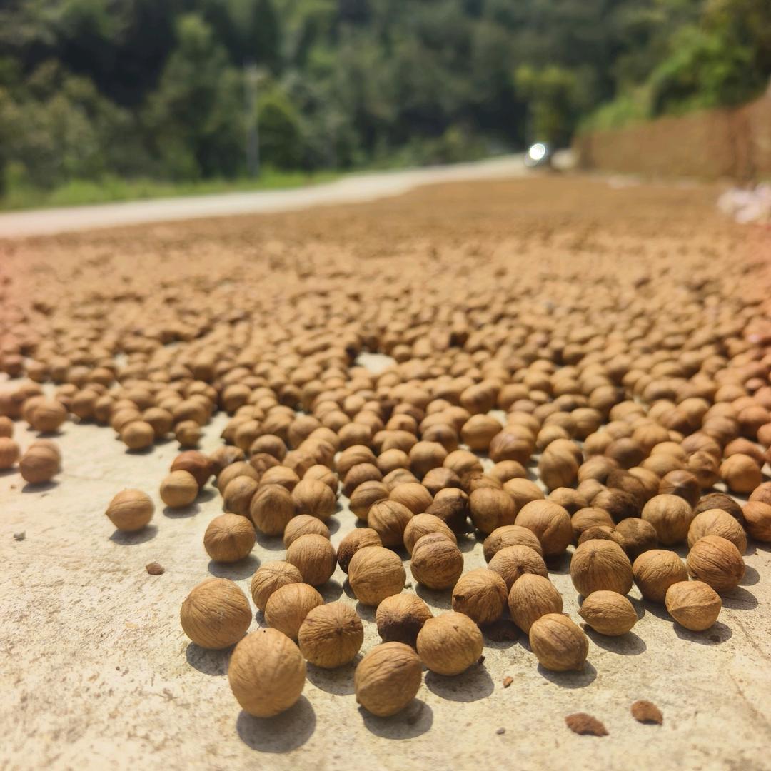 大魁家的山核桃