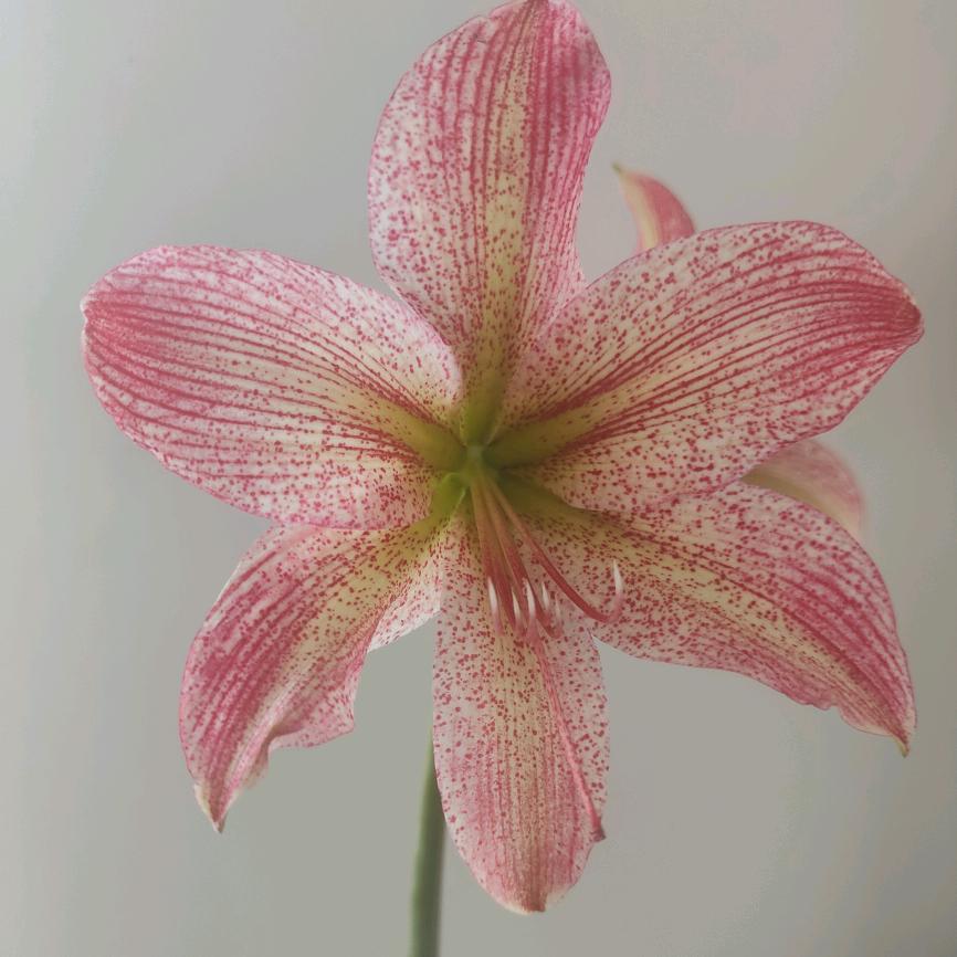长安花农朱顶红