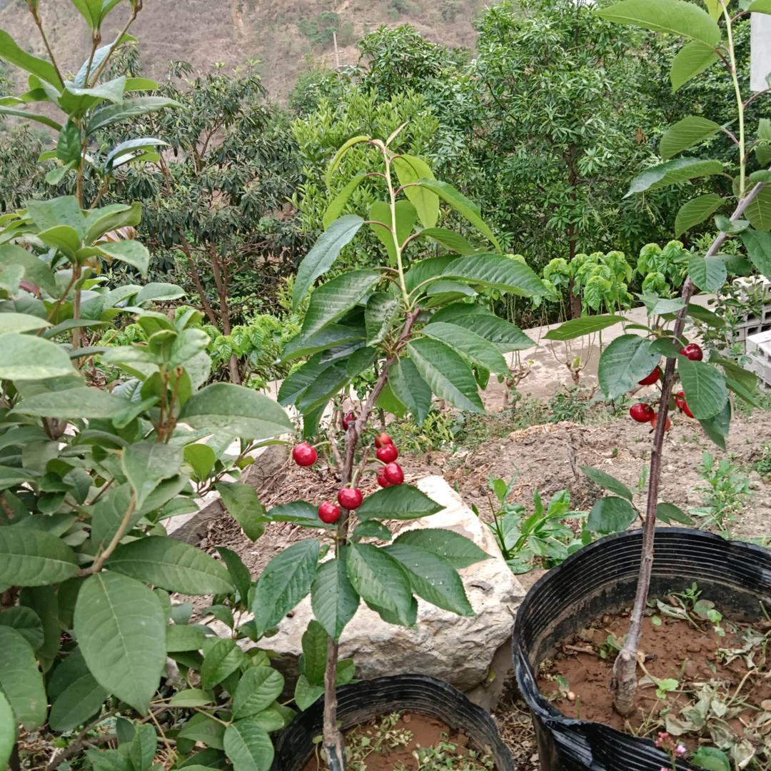 缘来如此