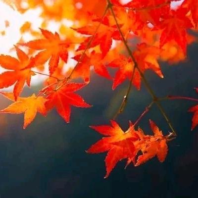 枫叶🍁