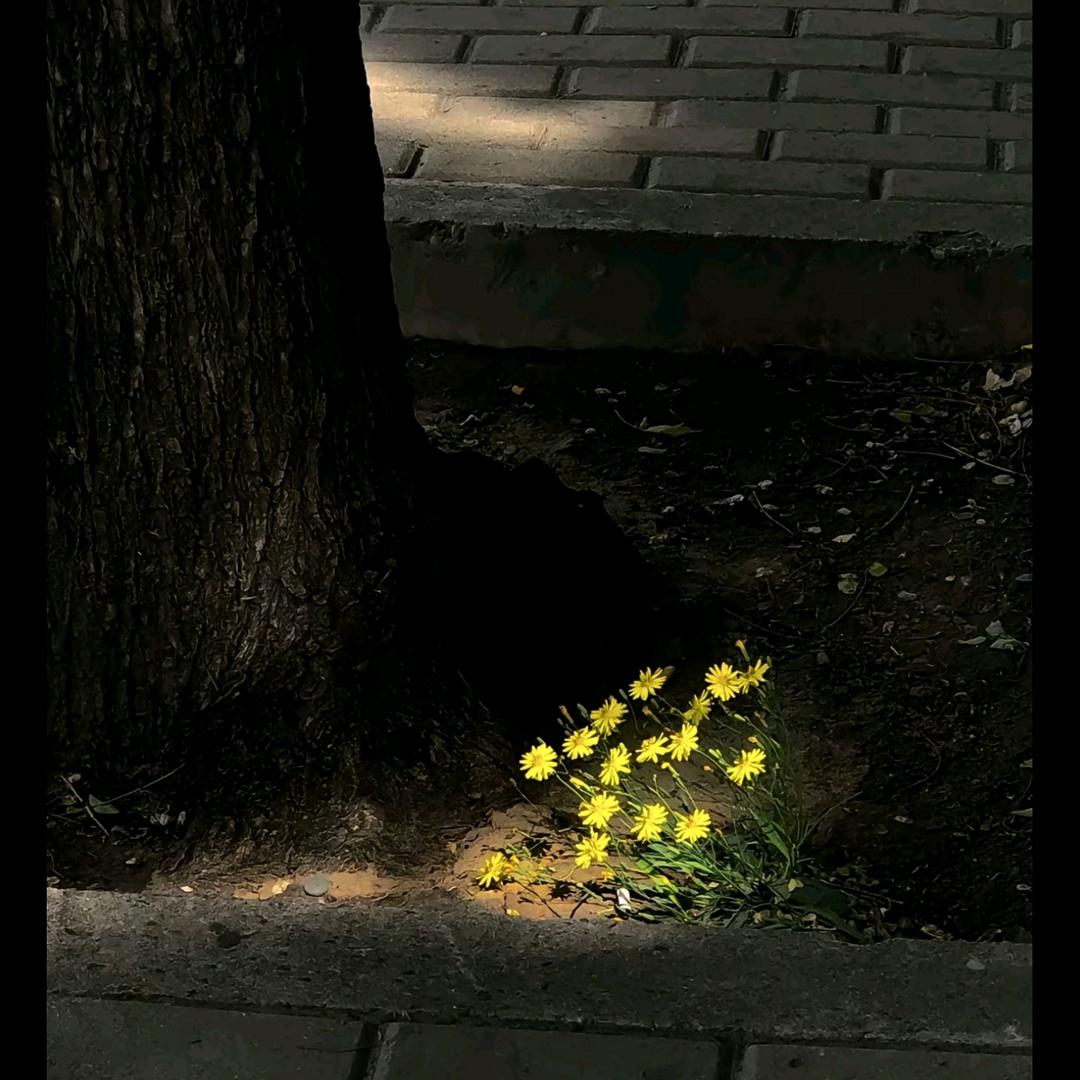 凤幕