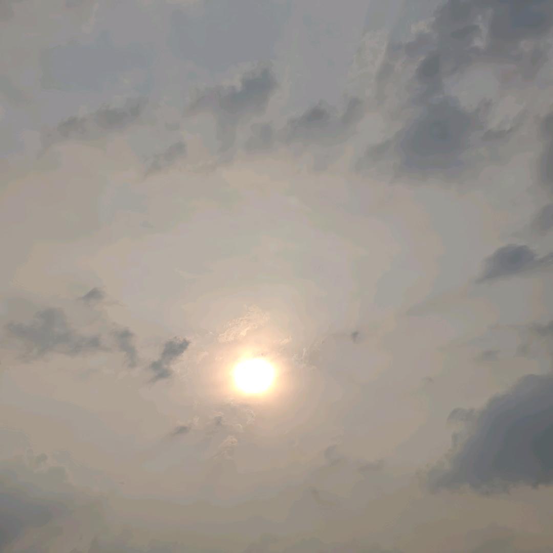 鱼泡