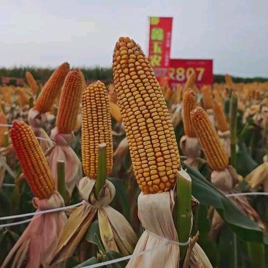河南赛德种业