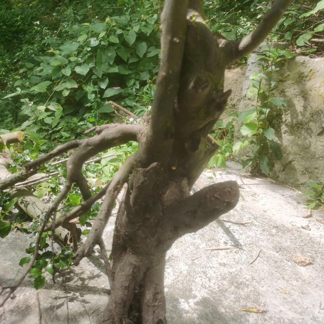 黔美桩