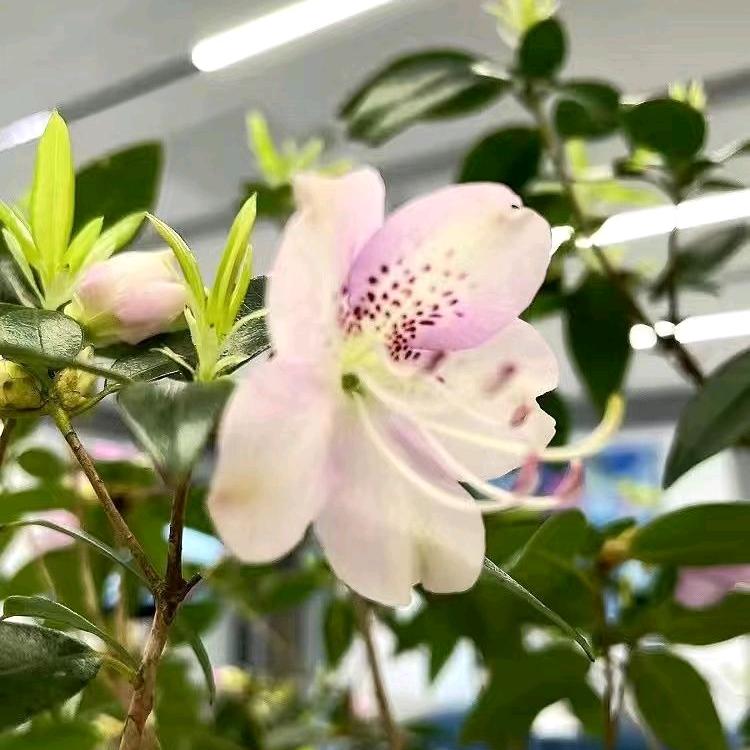 清青花卉园