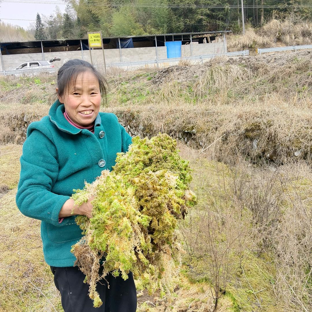 超亮水苔