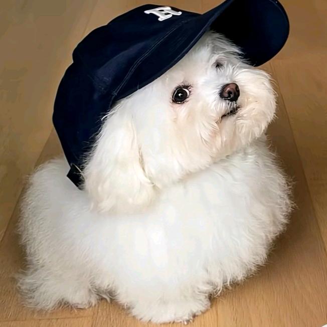 Fun团家的大琦琦