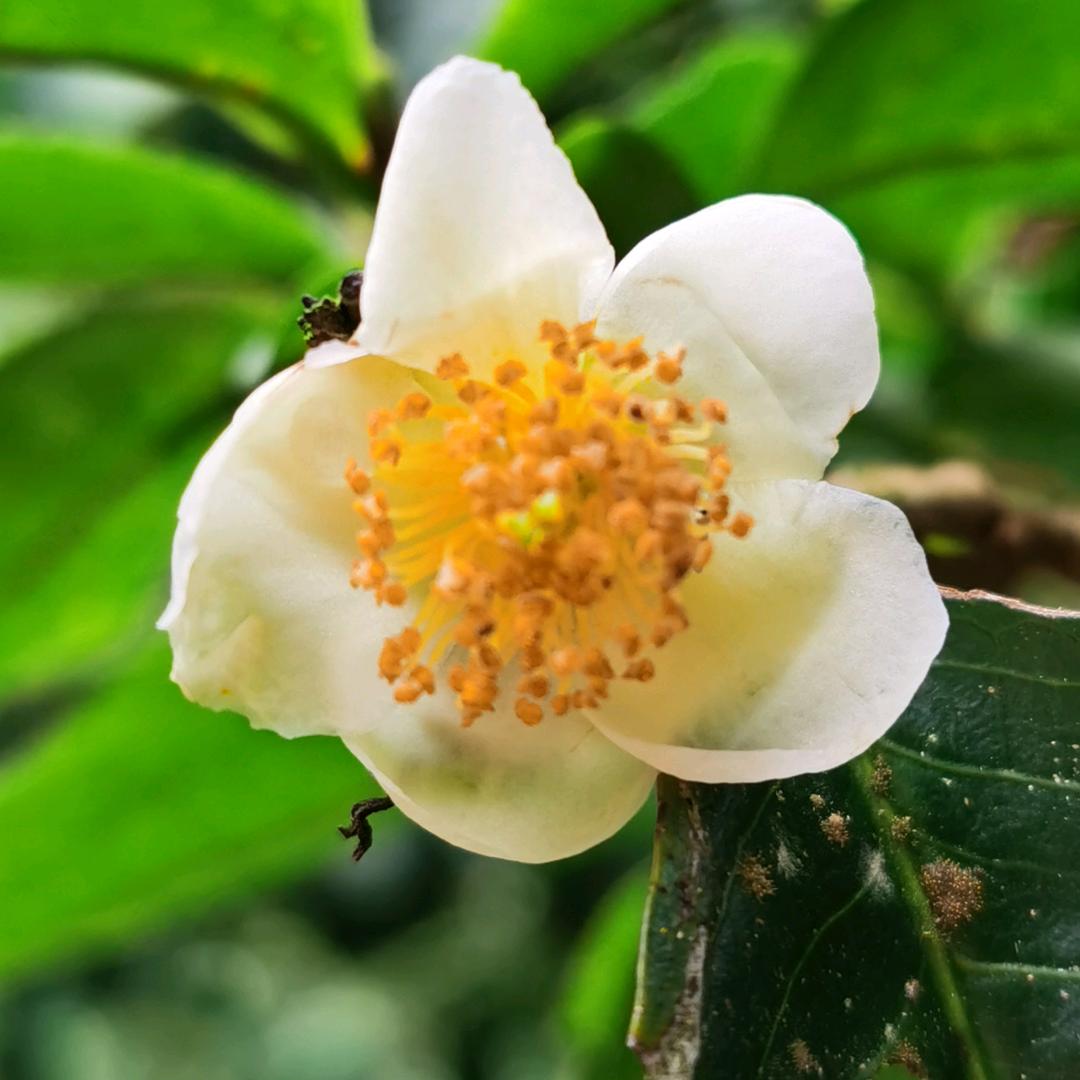 澜若普洱茶