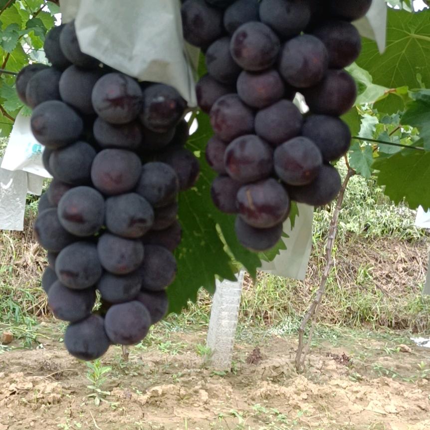 樱桃，葡萄种植