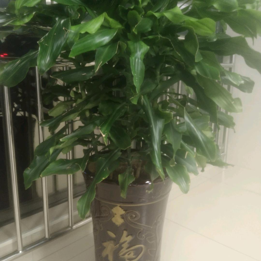 我有一双隐形的翅膀