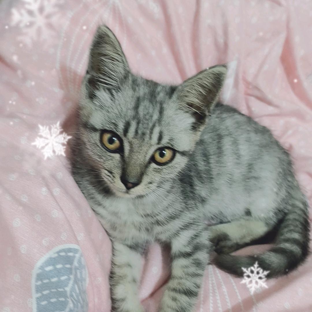 🌹招财猫🌹