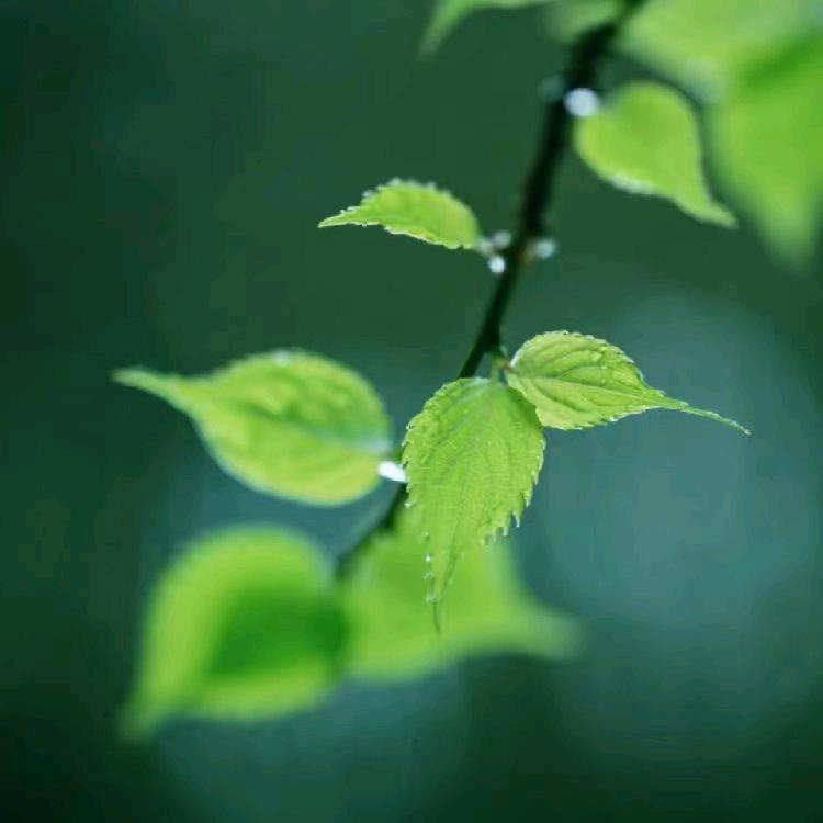 微雨清风《好物在厨窗》