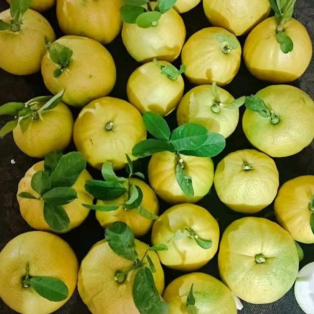 勐海县莹鑫苗圃培育种植场