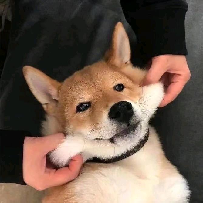 槐