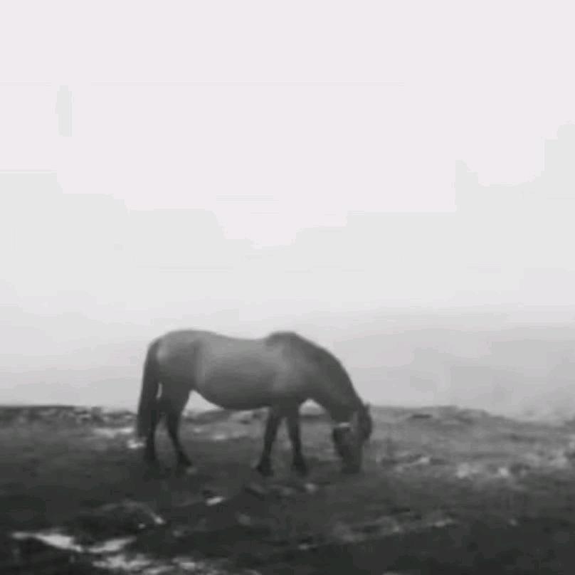 姚有毅片竹林