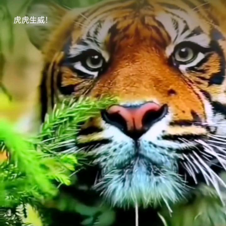 蓟县张记特色五香马肉