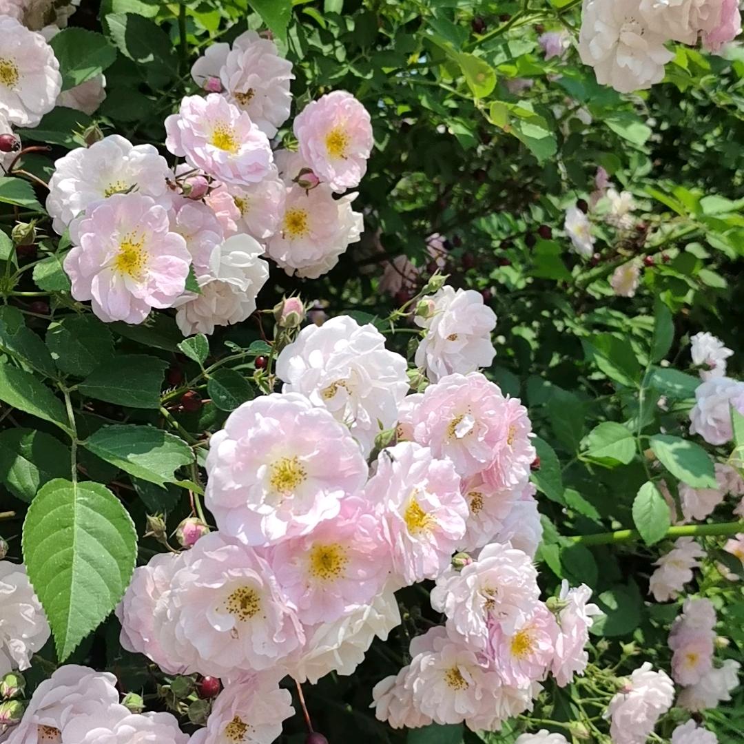 我行我素
