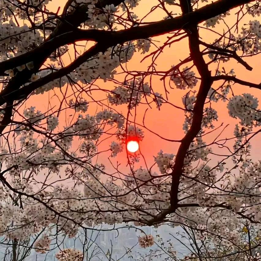 香菜日记🌿