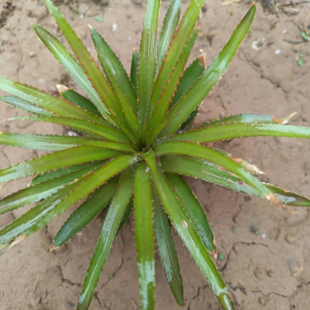 天知，地知，我知，