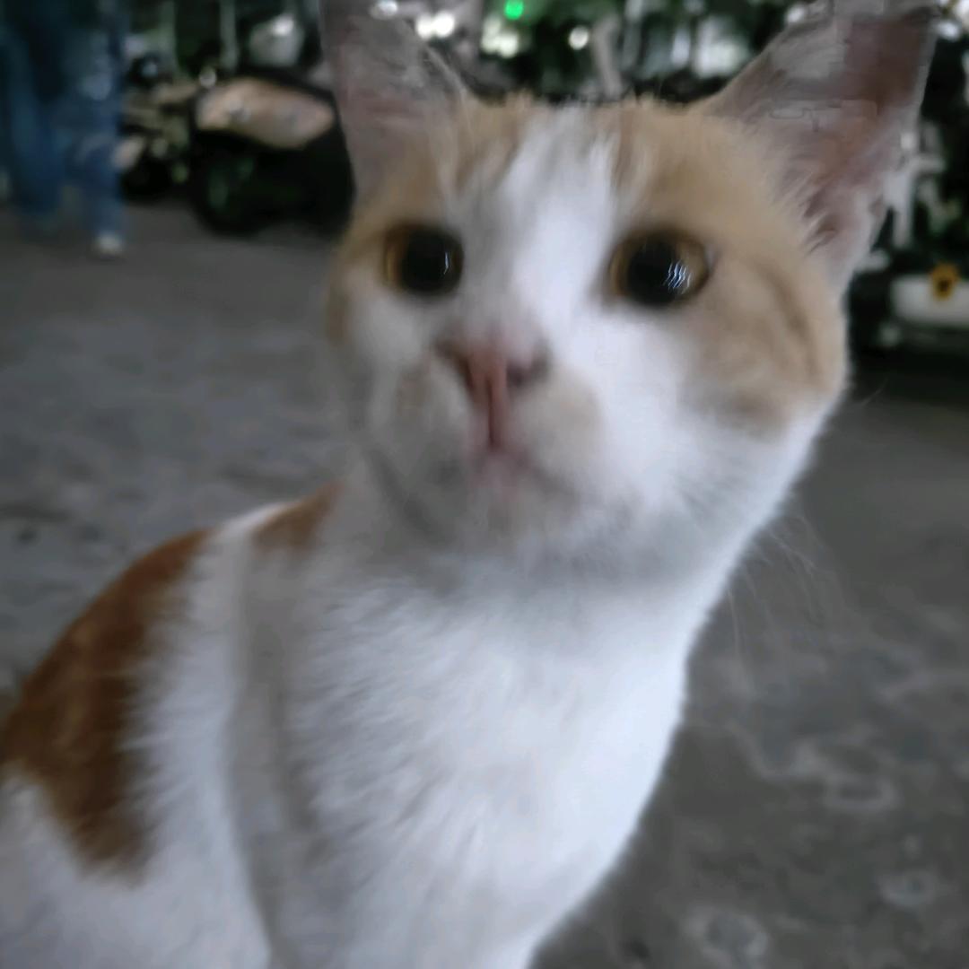 再来碗米饭🍚🍚