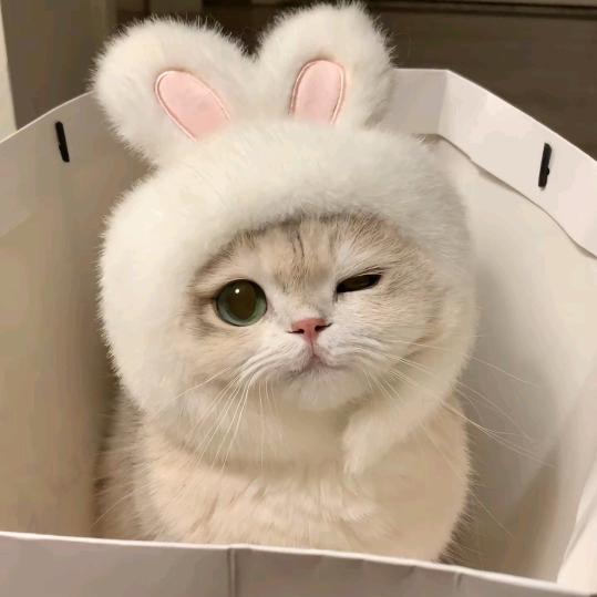 金金多可爱