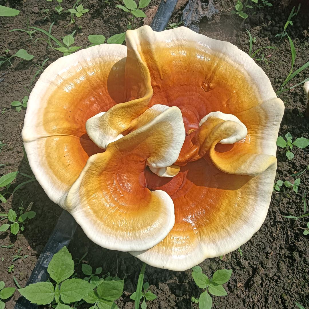 心想有个幸福的家庭