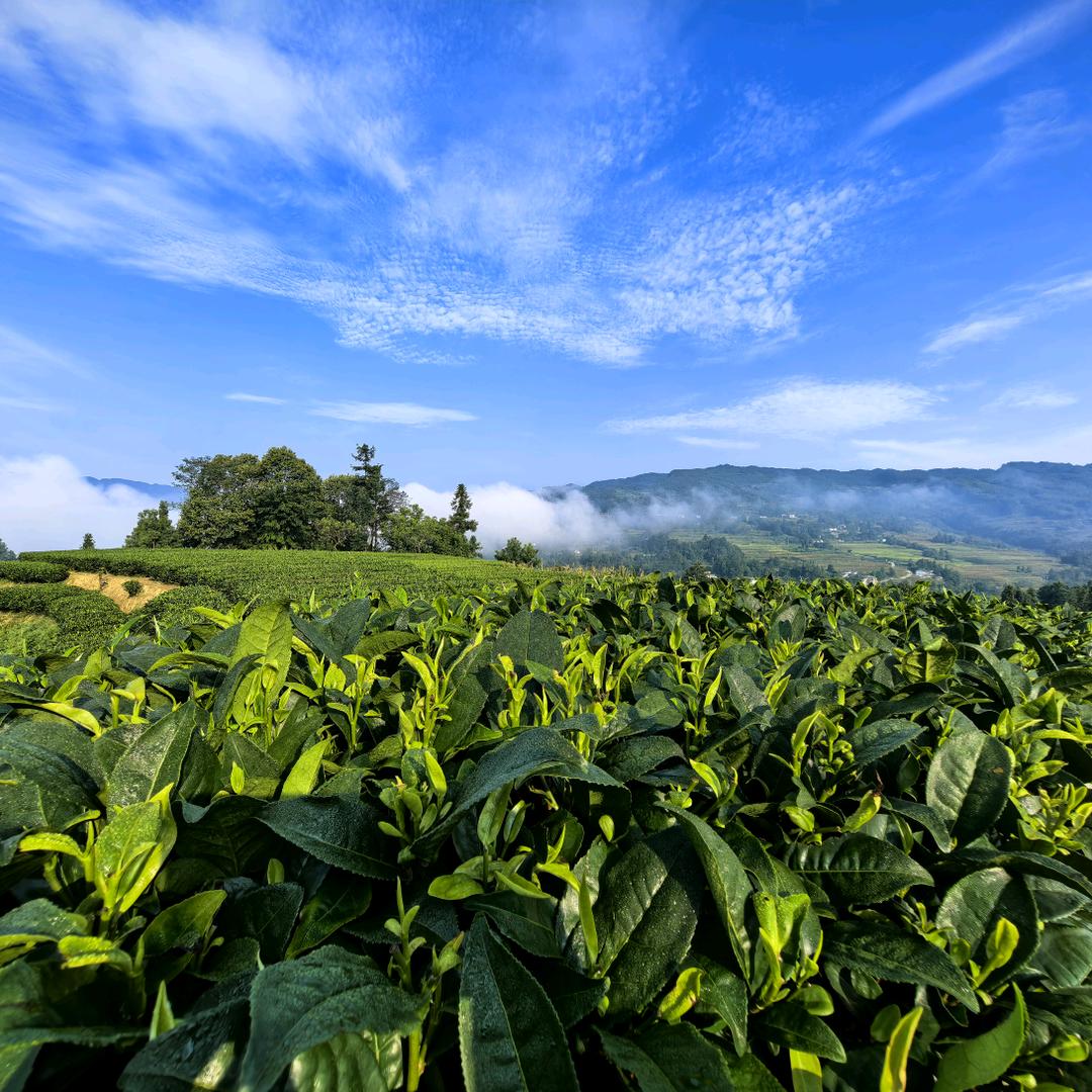 黔北玉喜茶业阿山