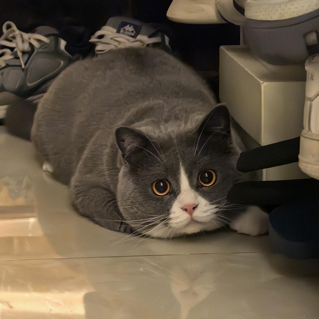 梓菜包饭(冲刺版)