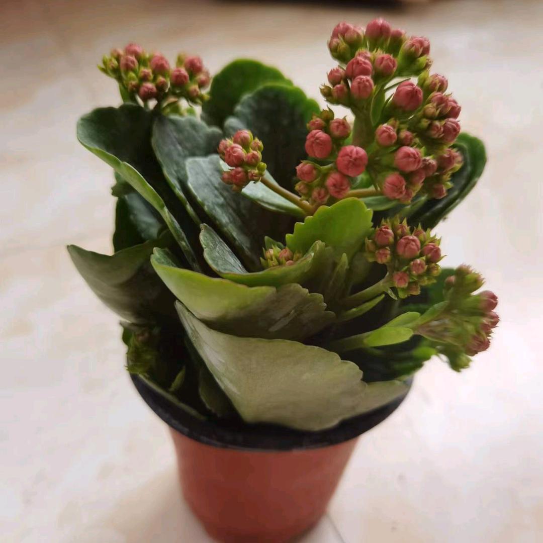 长寿花头像
