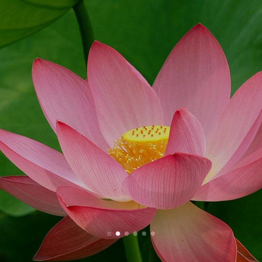 (❁´◡`❁)*✲ﾟ*空白