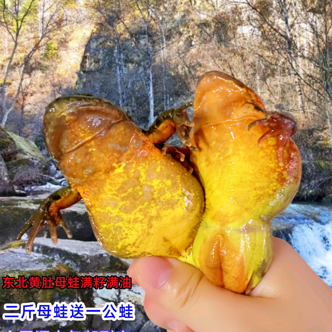 益昂堂涵琦林蛙滋补专卖店