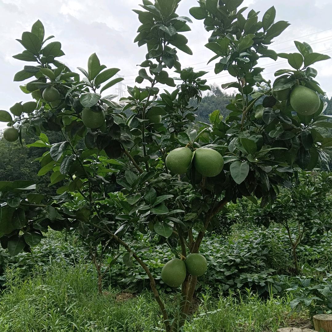 《    往事清零     》