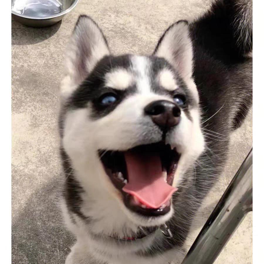 优宠乐宠物严选店