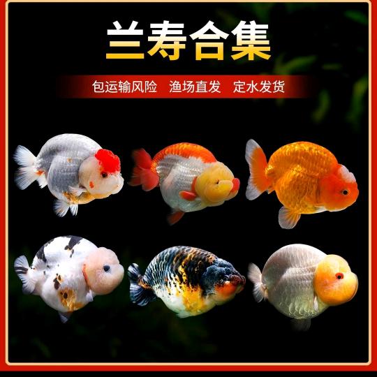 冀鸿兰寿观赏鱼