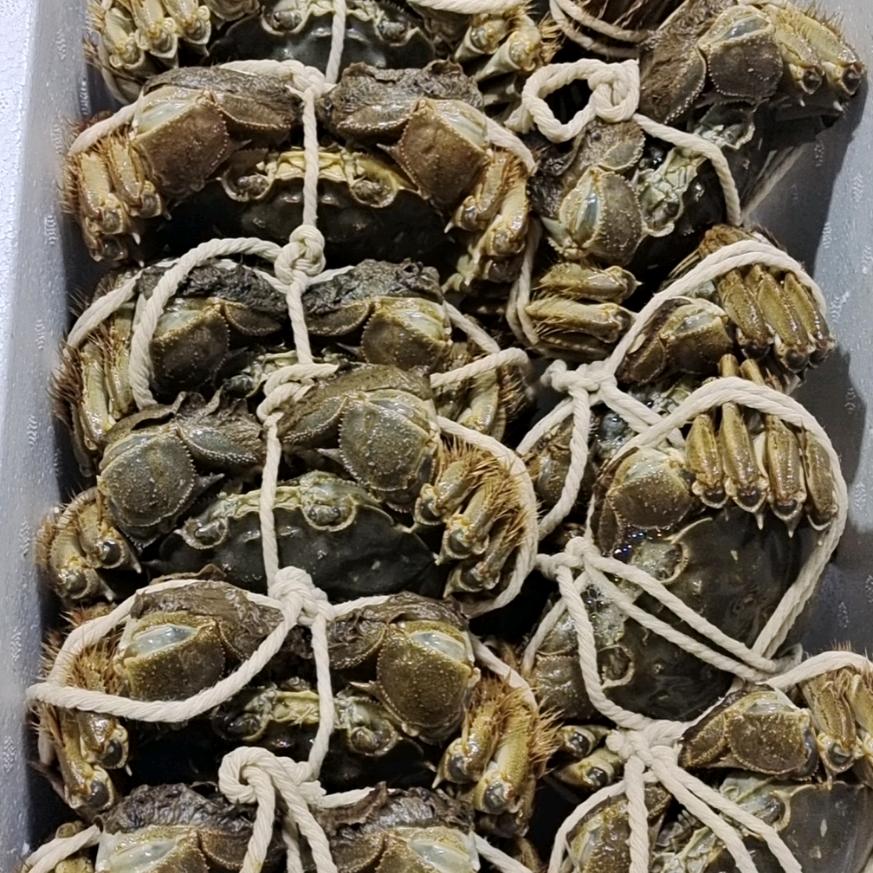 洪兵