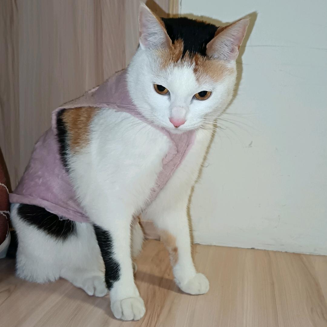 杨子来了