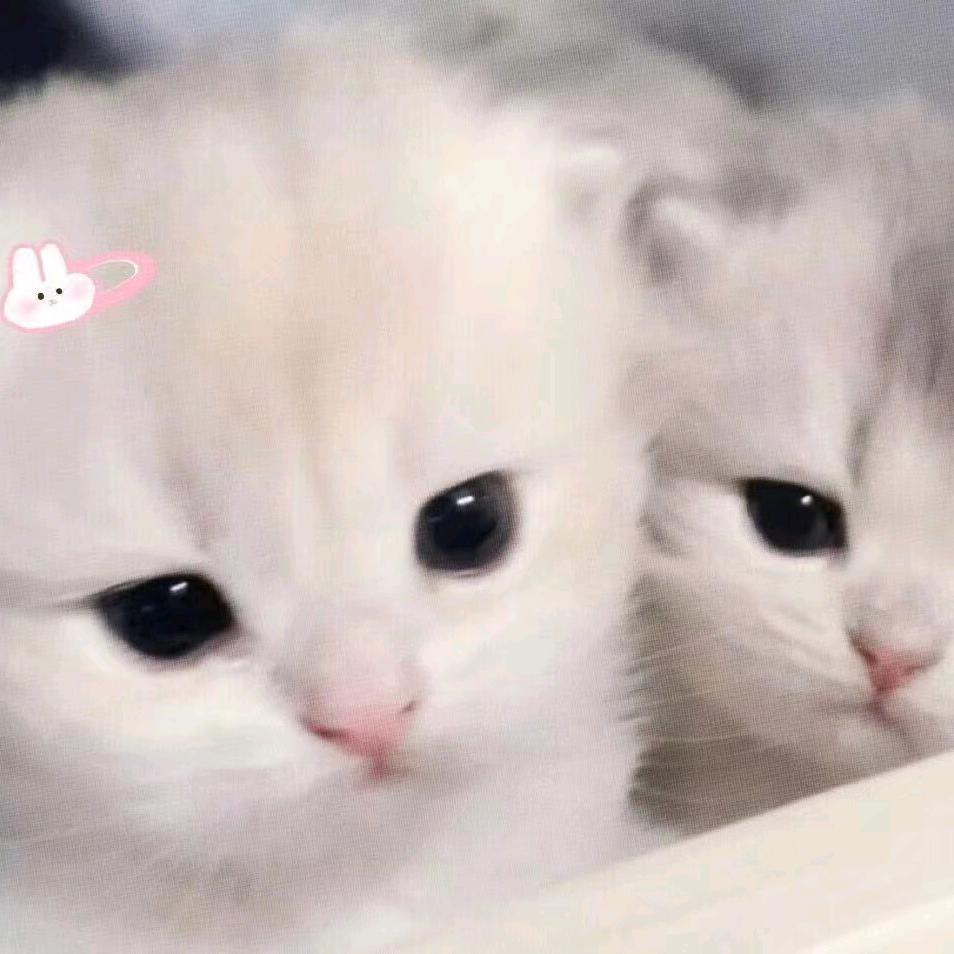 🐾ฅ