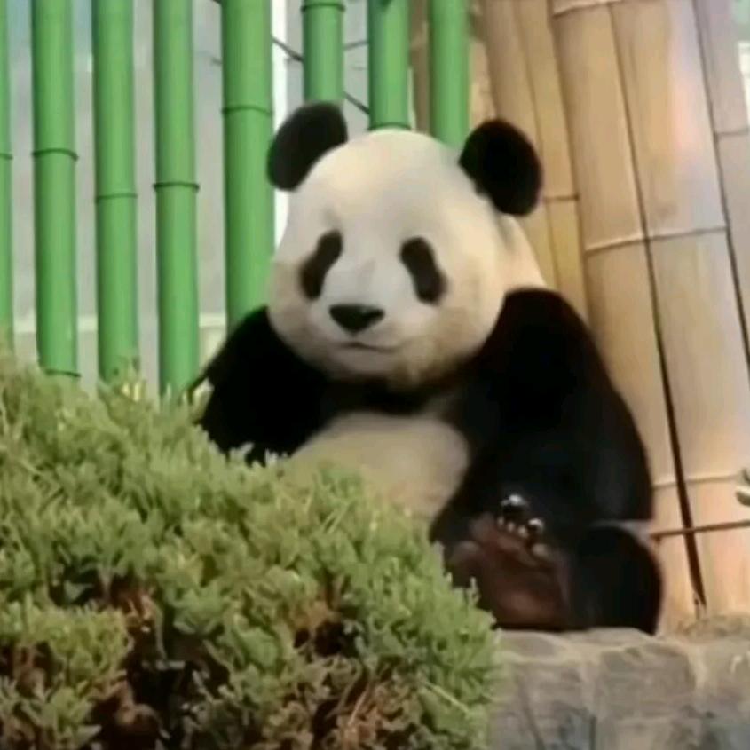阿萌