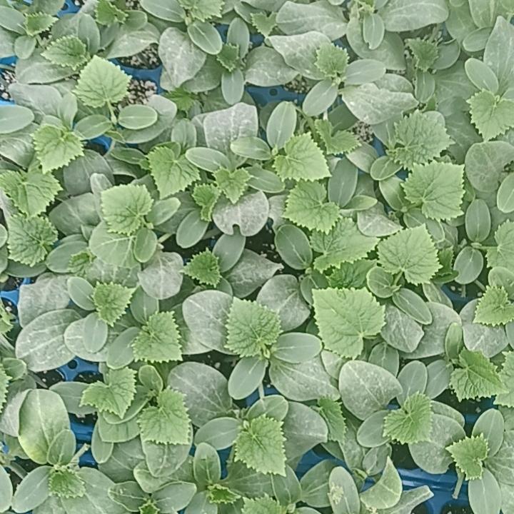 山东寿光蔬菜种苗