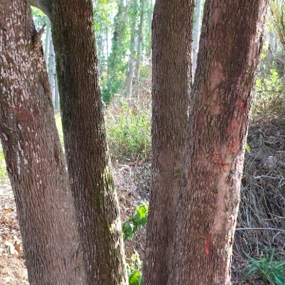 坤