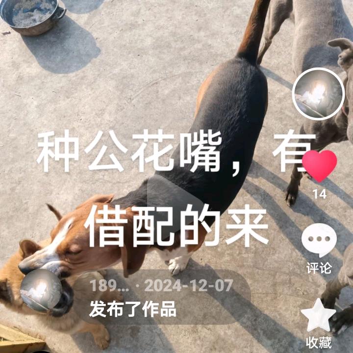 马到成功
