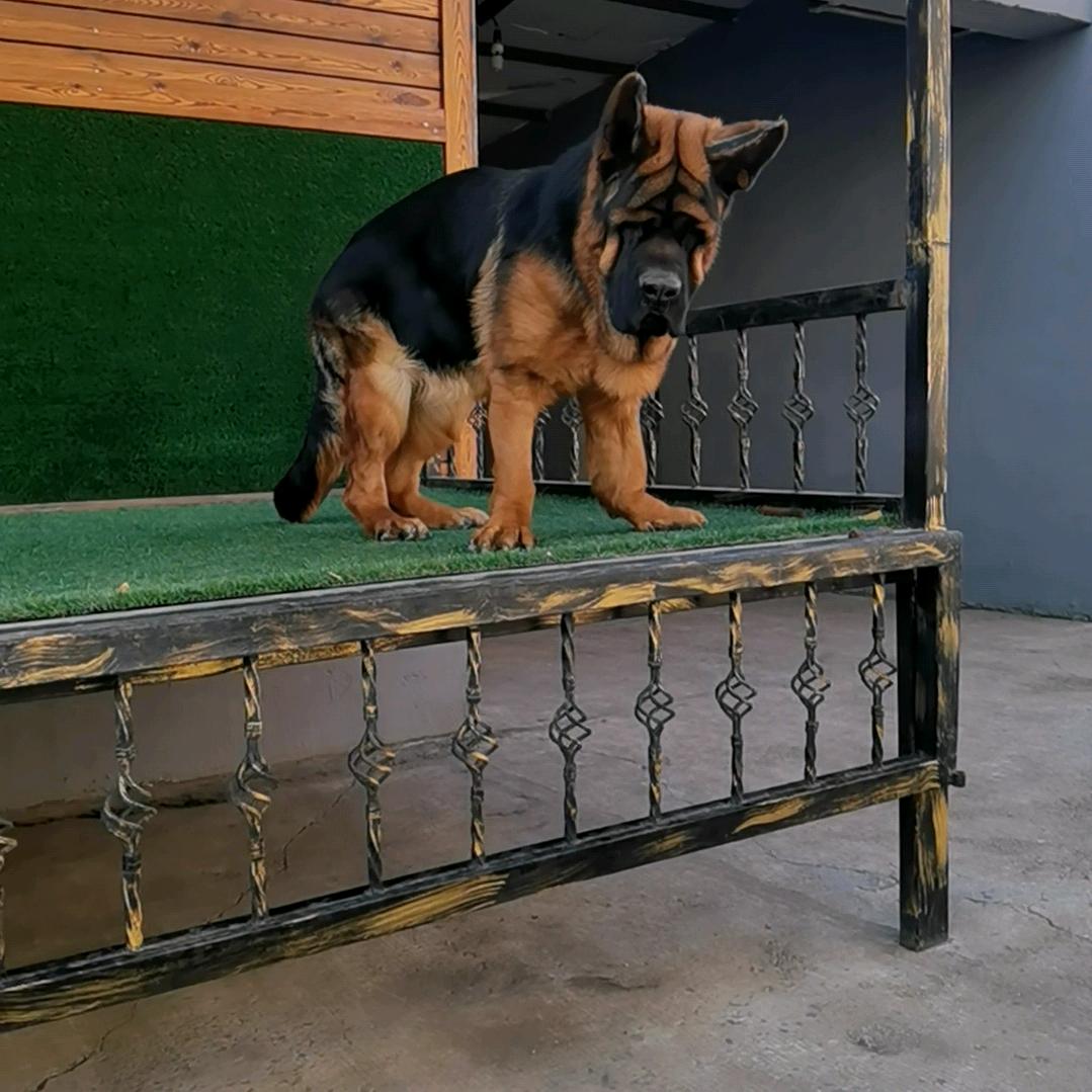 艳涛犬业