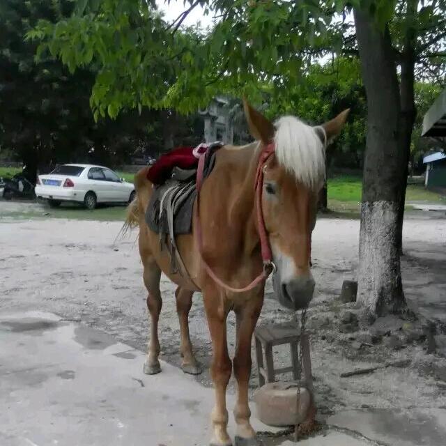 阿桂