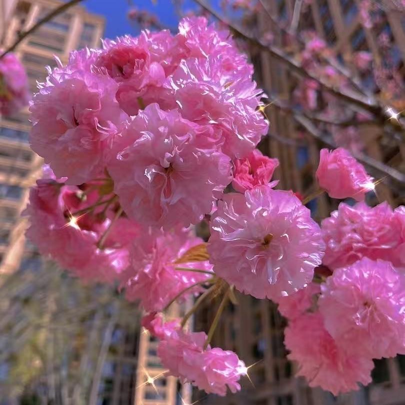 ঞ꧔ꦿ᭄發财࿐ᩚ囍乐: ঞ