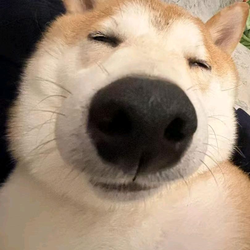 吴迪小猫