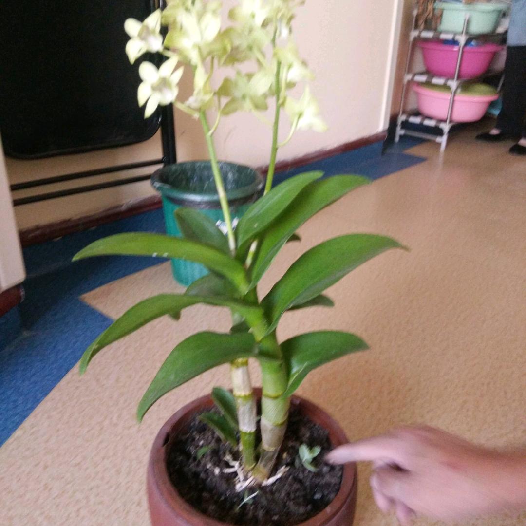 爱吃酸辣鸭翅的段志勇头像