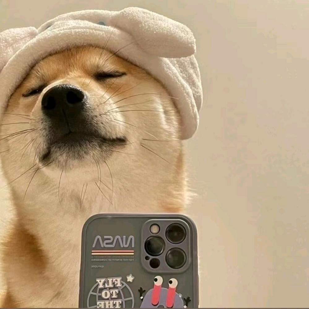 塞拉利昂哈士奇